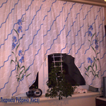 Ирисы1
